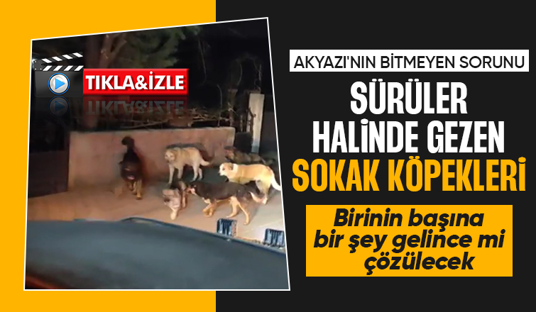 Akyazıda sokak köpekleri sorunu sürüyor vatandaş tepkili