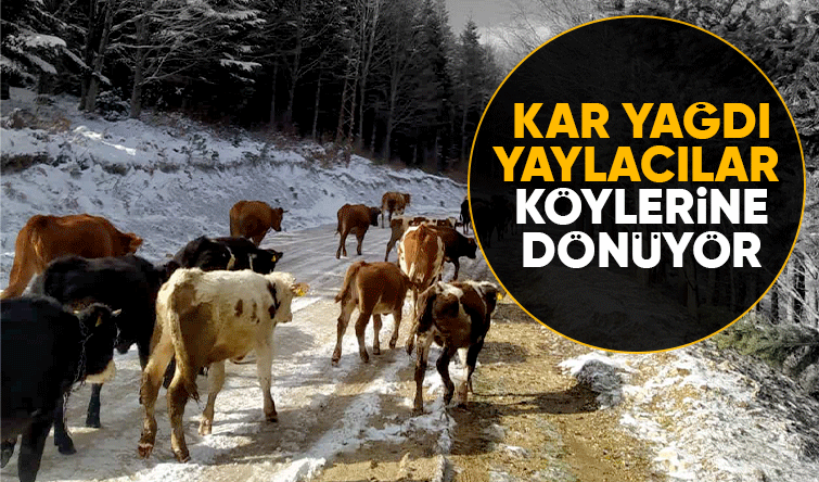 Akyazıda yaylacılar köylerine dönüyor