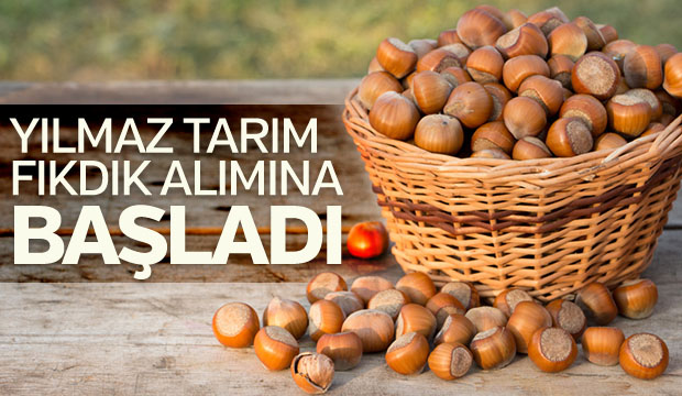 Yılmaz tarım yeni sezonda fındık almaya başladı