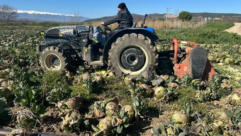 Alıcı çıkmadı, lahanalar tarlada çürüdü