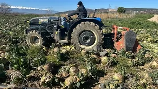 Alıcı çıkmadı, lahanalar tarlada çürüdü