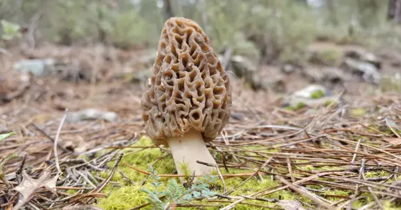 Altın bulmuş gibi sevindiriyor, Ormanda yetişiyor