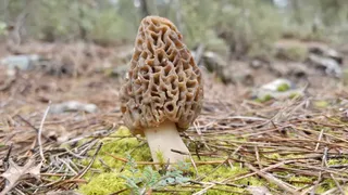 Altın bulmuş gibi sevindiriyor, Ormanda yetişiyor