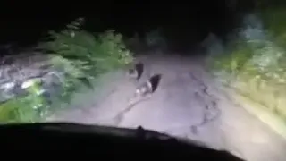 Anne ayı ve iki yavrusu yolda görüntülendi