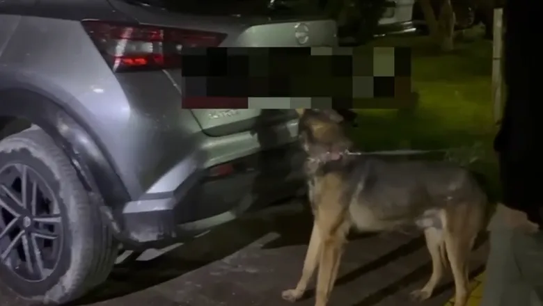 Araçtan on binlerce sentetik hap çıktı