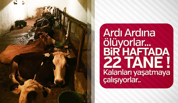 Ardı ardına ölüyorlar Bir haftada 22 tane Kalanları yaşatmaya çalışıyor
