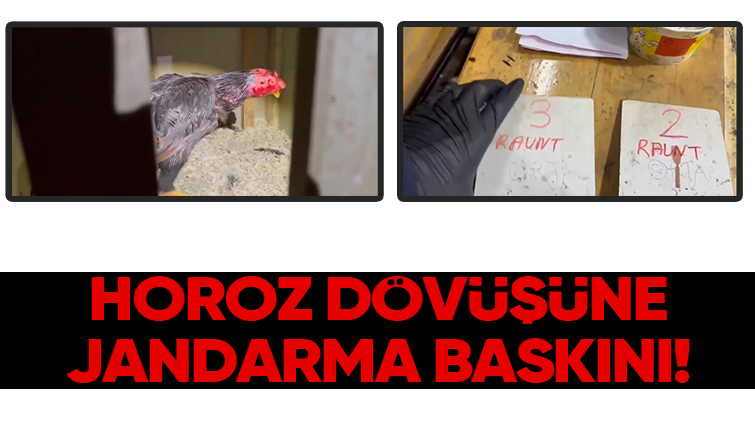 Arena kurup horoz dövüştürenlere baskın