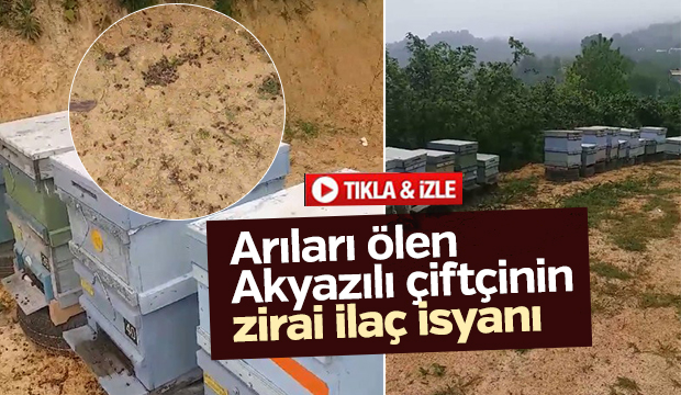 Arıları ölen Akyazı çiftçinin zirai ilaç isyanı