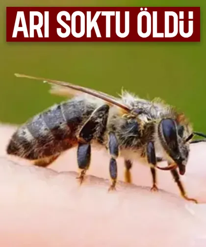 Arının soktuğu genç öldü