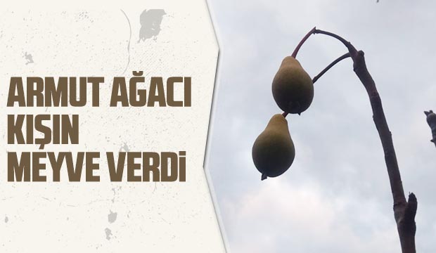 Armut ağacı kışın meyve verdi