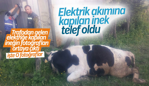 Kaçak Akıma Kapılan İnek Telef Oldu