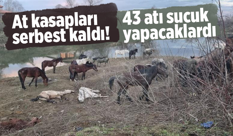 At kasapları serbest kaldı