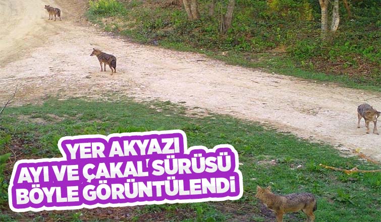 Ayı ve çakal sürüsü fotokapana takıldı