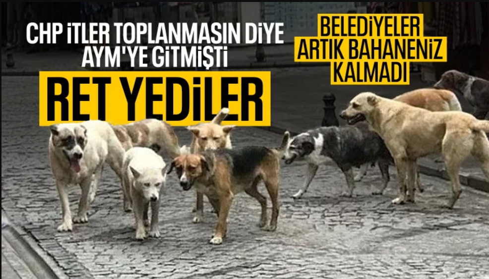 AYM'den sokak hayvanları kanunu yasasının iptaline ret kararı