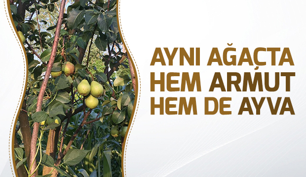 Aynı Ağaçta Hem Armut Hem de Ayva