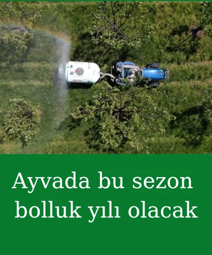 Ayva ağaçları çiçek açtı; Bolluk sezonu bekleniyor