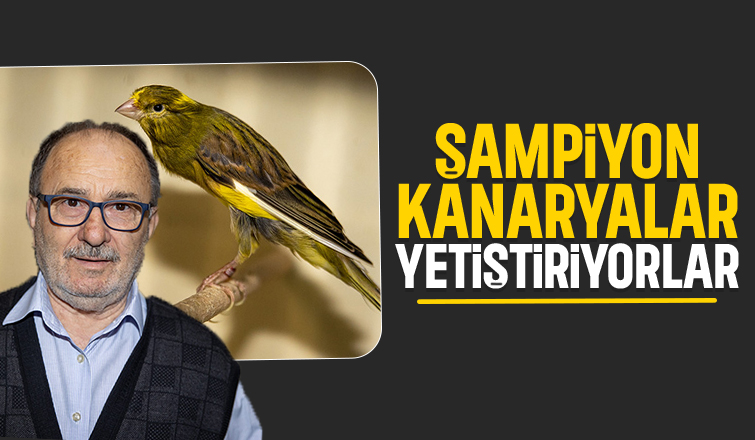 Baba ve oğlu şampiyon kanaryalar yetiştiriyor