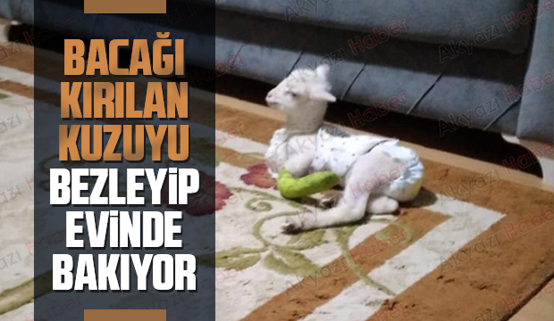Bacağı kırılan kuzuya evinde bebek gibi bakıyor