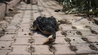 Bağ evi yanarken kanatlı hayvanlar telef oldu