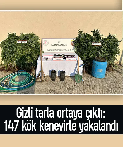 Bahçede domates değil, kenevir yetiştirmiş!