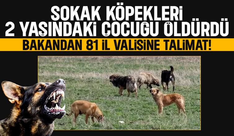 Bakan Yerlikaya'dan valilere sokak köpekleri talimatı