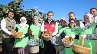Bakan Yumaklı Sakarya'da kivi topladı