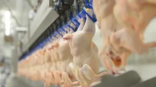 Bakanlık tavuk ihracatını yasakladı