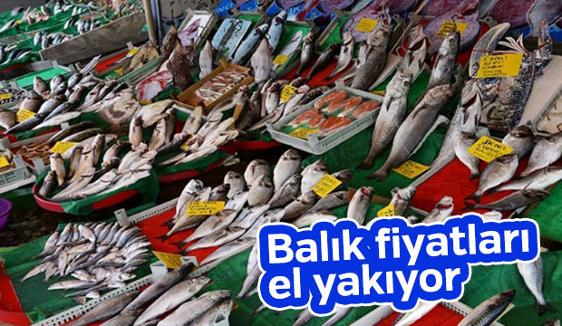 Balık fiyatları el yakıyor