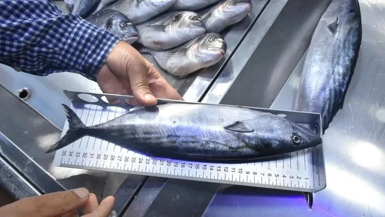 Balık pazarında sıkı denetim