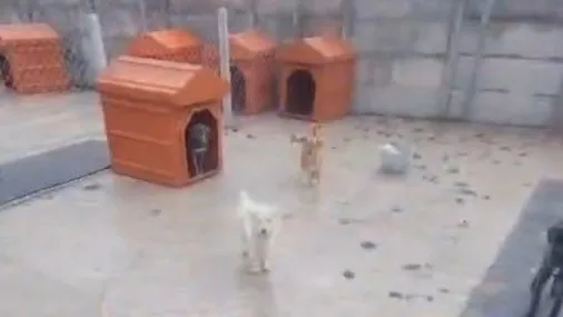 Barınaklardaki skandallara soruşturma