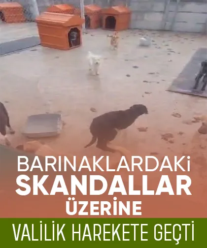 Barınaklardaki skandallara soruşturma