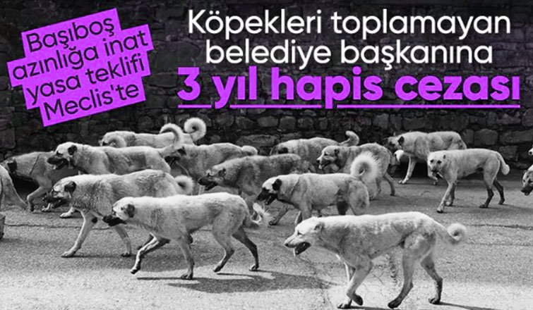 Başıboş sokak köpekleri düzenlemesi tamamlandı