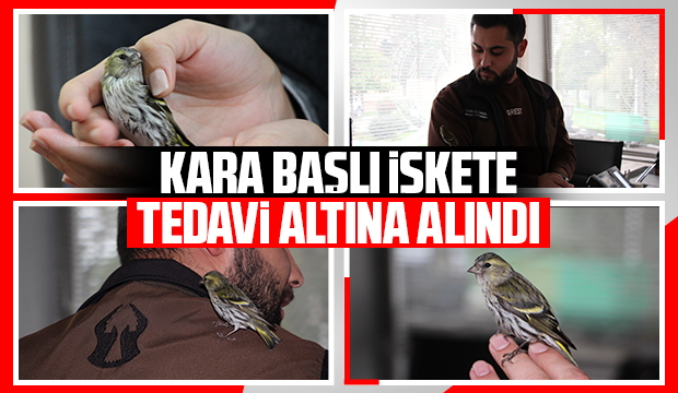 Baygın halde bulunan Kara başlı iskete tedavi altına alındı