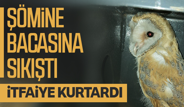 Baykuş şömine bacasına sıkıştı