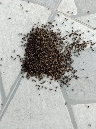 Beilkazancı Mahallesini sinekler sardı