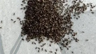 Beilkazancı Mahallesini sinekler sardı