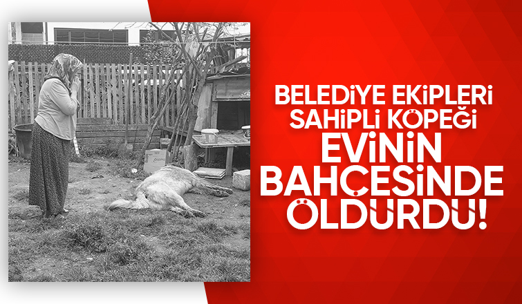 Belediye ekibi evin bahçesindeki sahipli hayvanı öldürdü