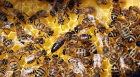 Belediyeden Arıcılık Yapanlara Önemli Duyuru