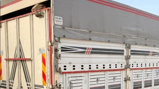 Belgesiz şekilde sevk edilen 28 küçükbaş hayvana el konuldu