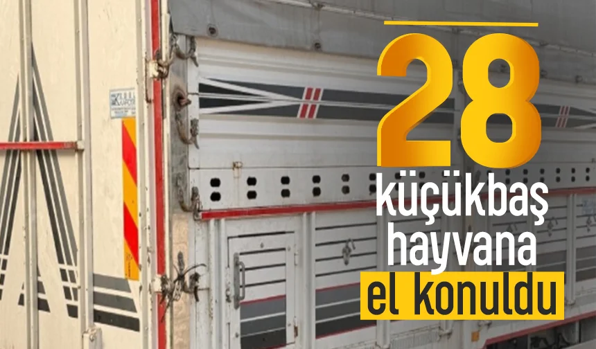 Belgesiz şekilde sevk edilen 28 küçükbaş hayvana el konuldu