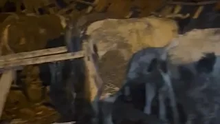 Besi çiftliğinin çatısı çöktü; Büyükbaş hayvanlar telef oldu