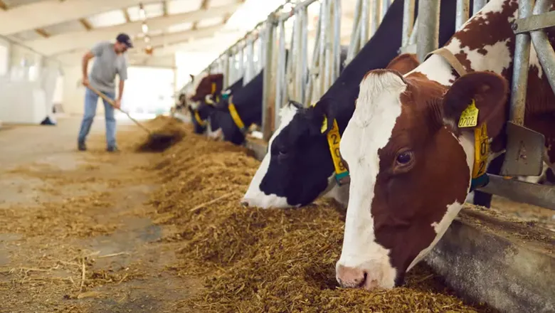 Besicilere kaba yem uyarısı