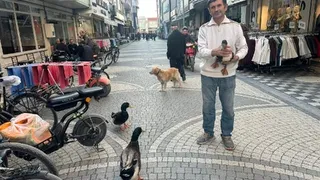 Beslediği ördekleri yanından ayırmıyor