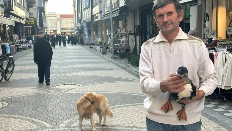 Beslediği ördekleri yanından ayırmıyor