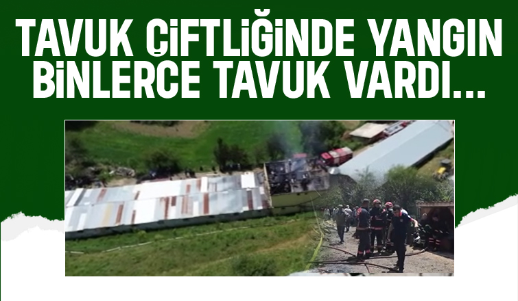 Binlerce tavuğun olduğu çiftlikte yangın