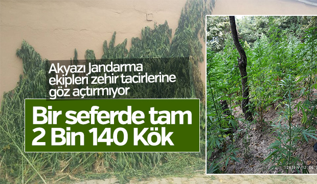 Bir seferde tam 2 bin 140 kök 