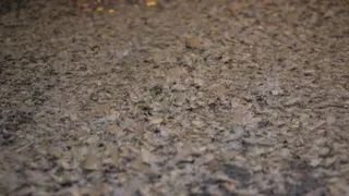 Birgün sineklerinin ölüm dansı ritüeli bu kez Akyazı'da görüldü