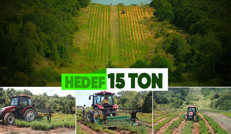 Botanik Vadisi’nde biberiye zamanı