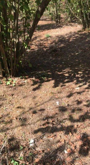 Böylesi görülmedi; Fındık hasadını hırsızlar yaptı