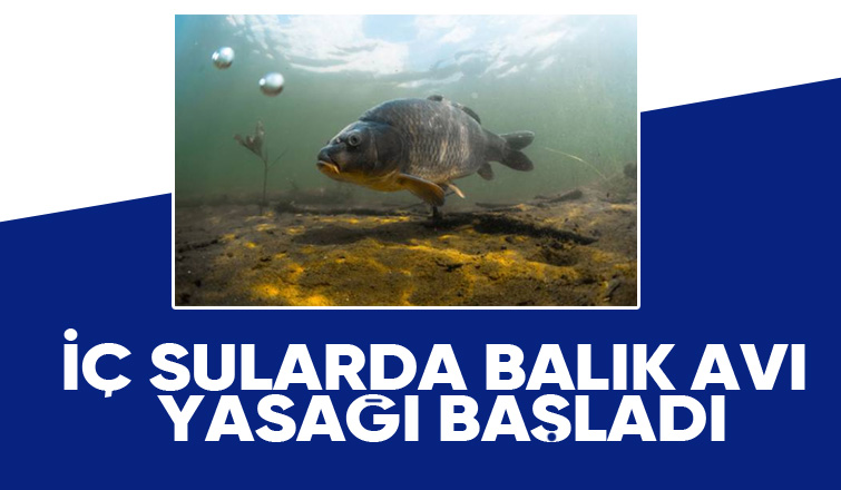 Bu balıkları avlamak yasak